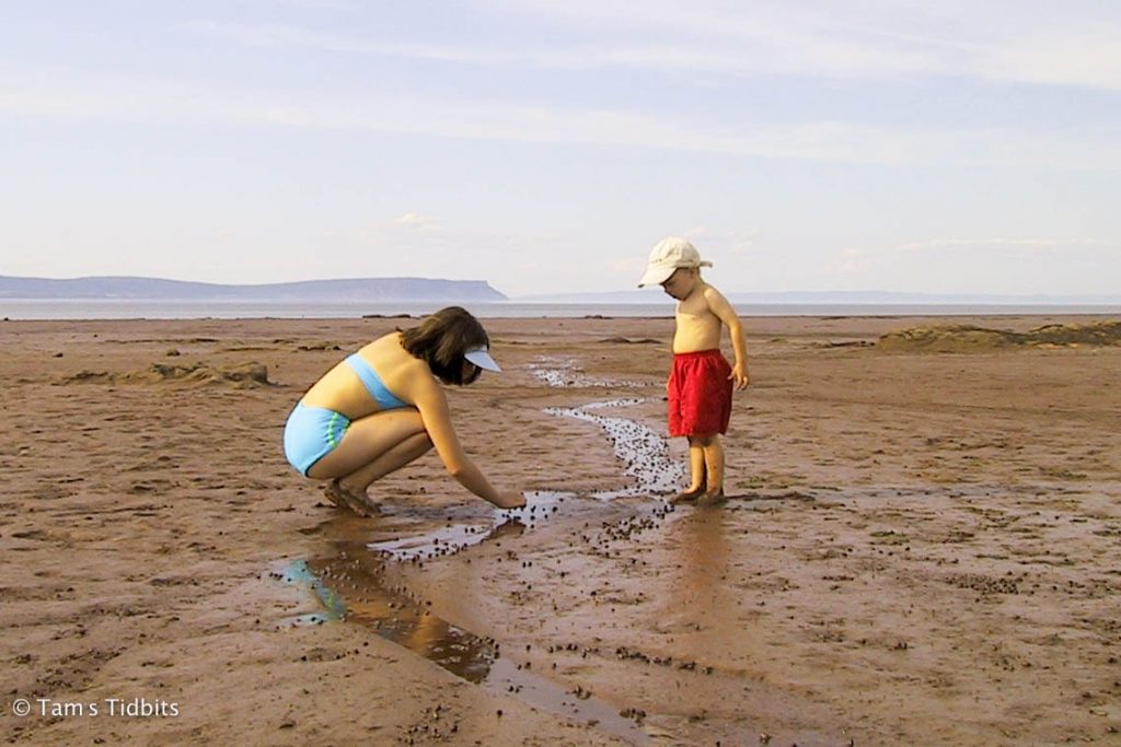 kids exploring the tidal floor of the Bay of Fundy